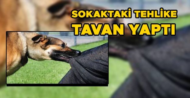 9 YAŞINDAKİ ÇOCUK KÖPEK SALDIRISINDA HASTANELİK OLDU